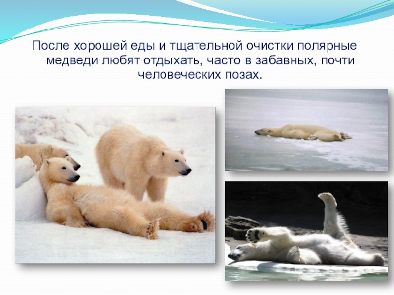 доклад про белого медведя. рассказ о белом медведе. доклад о белом медведьи. внешний вид белого медведя. раксза о белом медведе.