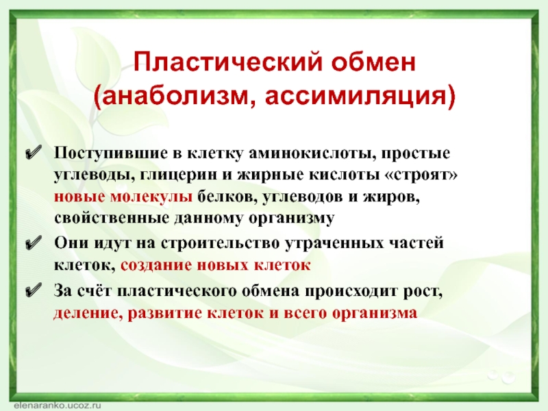 Аминокислоты и простые углеводы. Анаболизм пластический обмен. Анаболизм ассимиляция пластический обмен. Пластический обмен белков. Пластичный обмен углеводов.