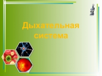 Презентация по биологии на тему Дыхательная система (8 класс)