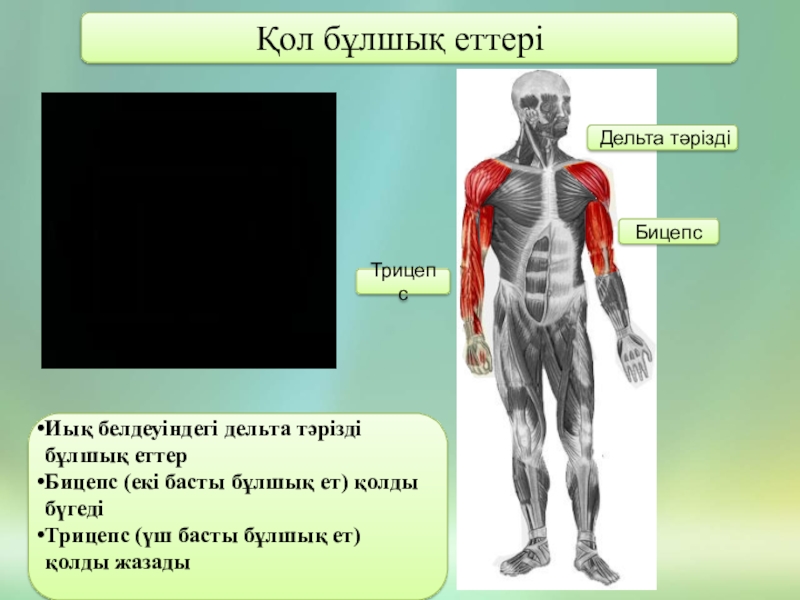 Мимикалық бұлшық еттер презентация