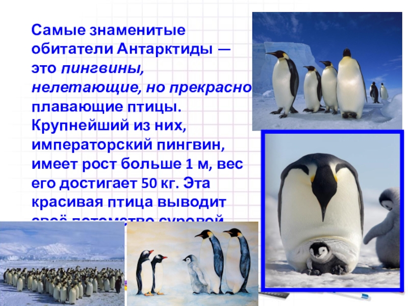 Текст про антарктиду. Описание пингвина. Животные Антарктиды презентация. Информация о животных Антарктиды. Антарктида презентация.