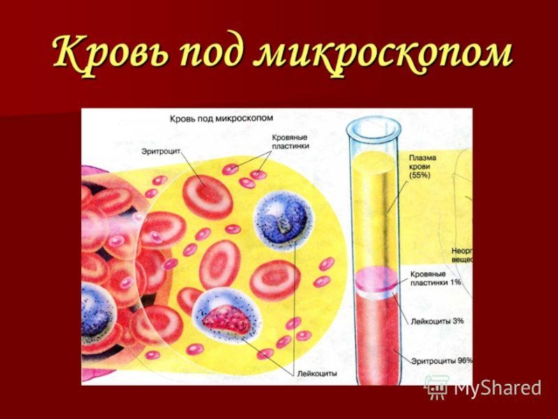 Кровь состав крови 8 класс презентация