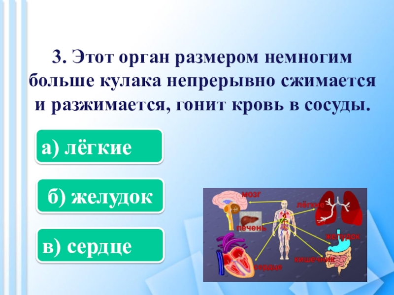 Немного больше. Здоровое сердце ритмично и без перерывов сжимается и разжимается.