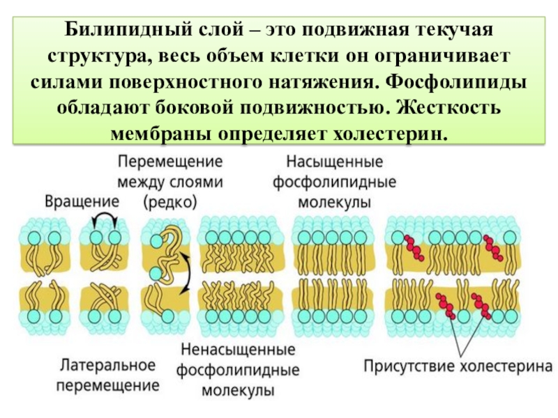 билипидный слой мембраны функции. функции наружной цитоплазматической мембраны. билипидный слой мембраны функции. билипидный слой клетки. билипидный слой мембраны функции.
