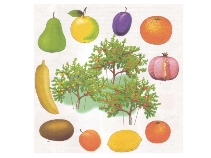 Окружающий мир тема фрукты. Фрукты в саду презентация. Логопедическое занятие по теме фрукты сад. Картинки для детей сад огород с овощами и фруктами. Ro Fruit.