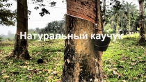 Презентация по химии 10 класс Натуральный каучук