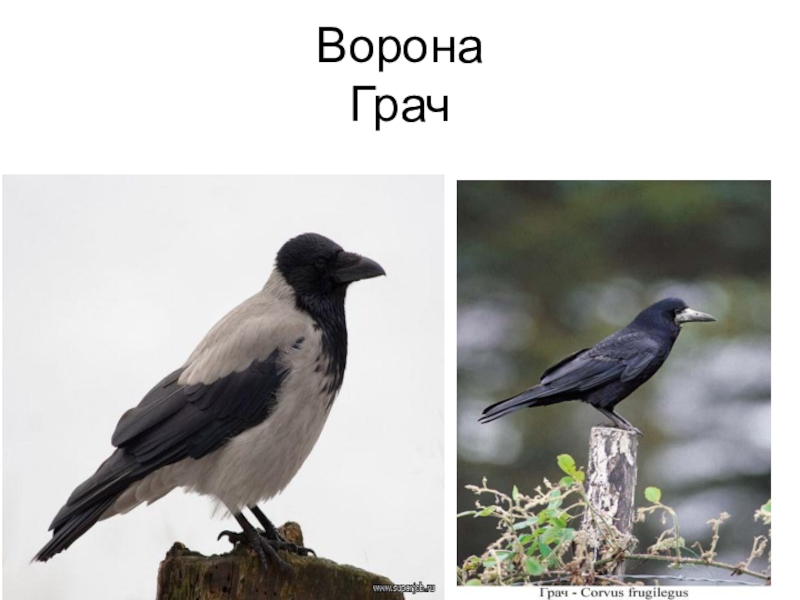 Чем отличается черный. Ворон ворона Галка Грач разница. Отличие ворона от Грача. Ворон и ворона. Грач и ворон.