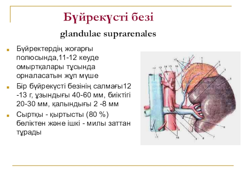 Бүйрек анатомиясы презентация