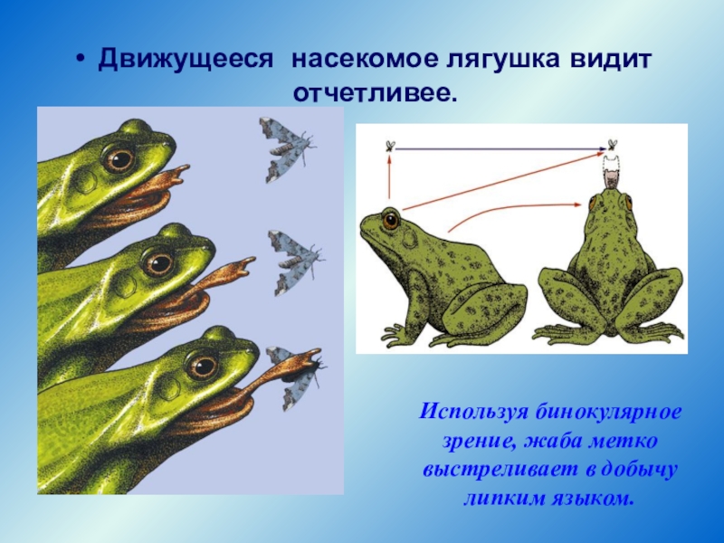 Схема строения глаза земноводных