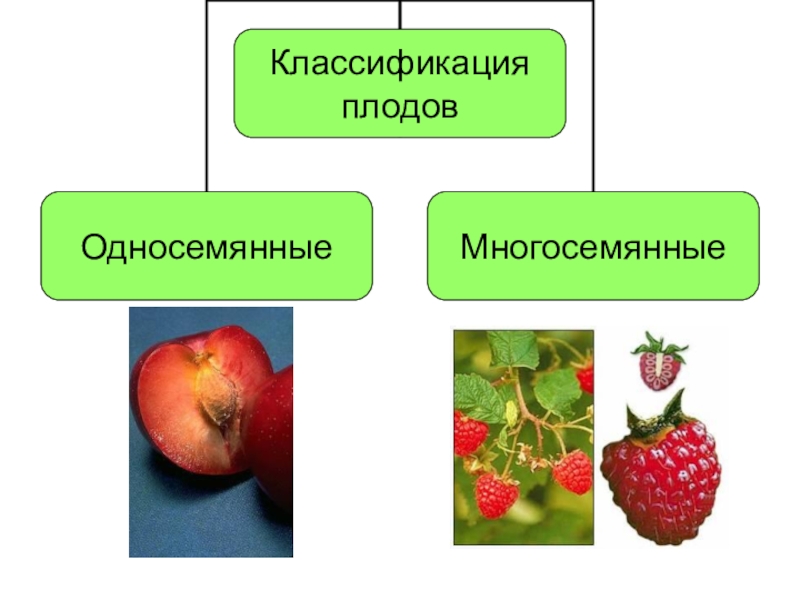 Тест ответами биология плод. Плоды 6 класс. Типы плодов. Виды плодов биология 6 класс. Типы плодов схема.