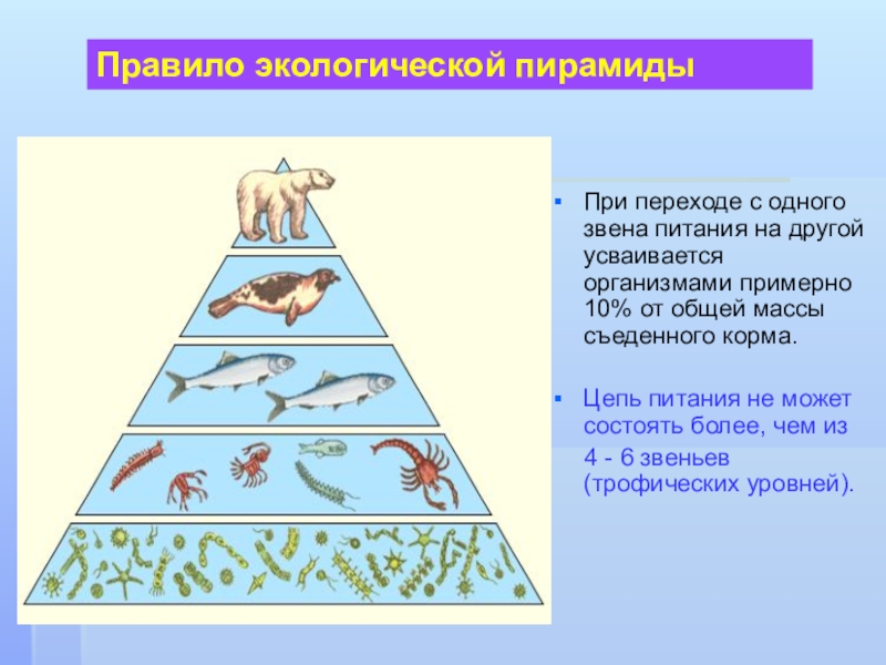 Презентация по биологии 11 класс экологические пирамиды