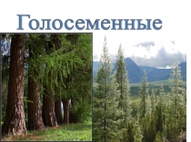 Презентация к уроку биологии по темеГолосеменные