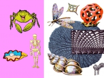 Презентация по биологии на тему Скелет- опора организма (6 класс)