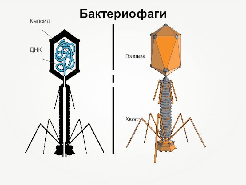 Бактериофагия. Капсид бактериофага. Капсид вируса бактериофага. Капсид бактериофаг т4. Бактериофаг т4 рисунок.