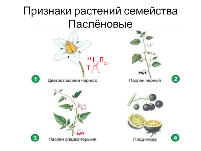 Алкалоид в растениях семейства пасленовых