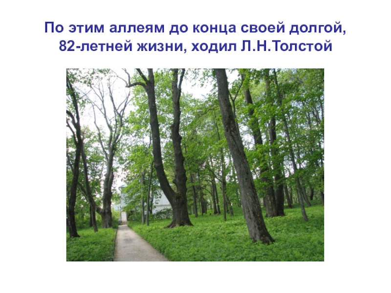 Годы жизни идут. Аллея по биологии. Дуб Толстого в Ясной Поляне на карте. Аллеи в биологии определение. Аллея это моя существительное.