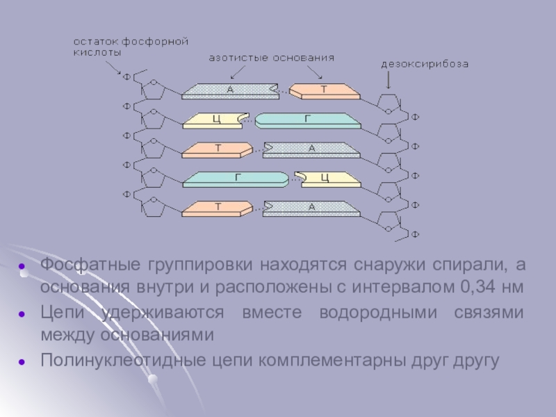 Фосфатная связка для огнеупоров составы. Полинуклеотидные цепи удерживаются за счёт водородных связей. Цепи ДНК удерживаются вместе с помощью. Разрыв связей между комплементарными основаниями. Основания внутри фосфаты снаружи.