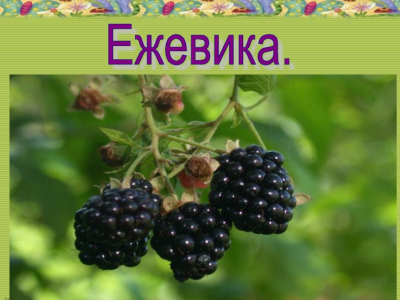 Презентация про ежевику