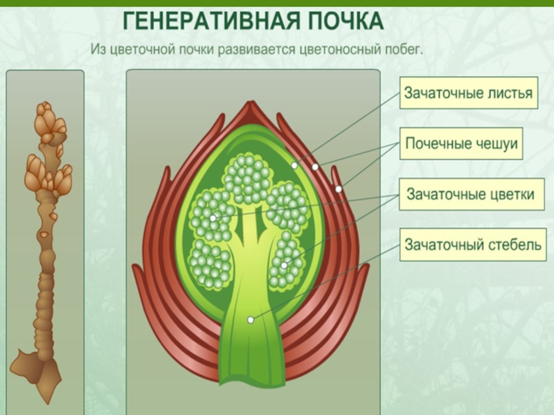 Биология 6 класс картинки