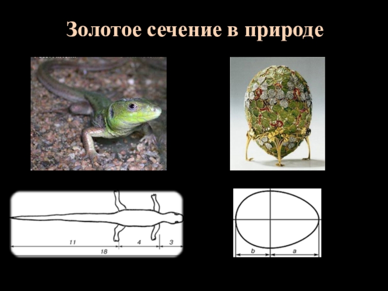 Гармония золотого сечения проект