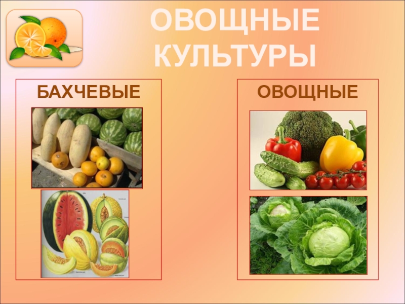 Бахчевые культуры презентация