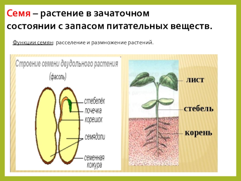 3 функция семени. Питательные вещества в семени. Запас питательных веществ в семени. Питательные вещества для растений. Семя растения.
