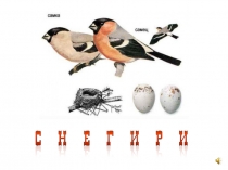 Презентация по окружающему миру на тему Снегирь