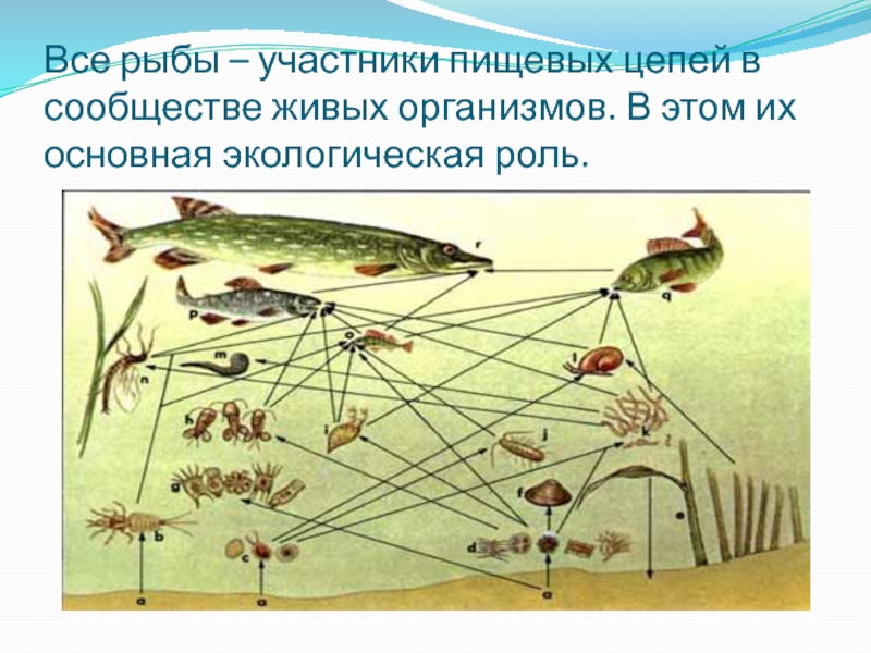 Все рыбы – участники пищевых цепей в сообществе живых организмов. В этом их основная экологическая роль.