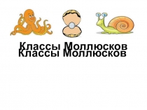 Презентация по биологии на тему Моллюски (7 класс)