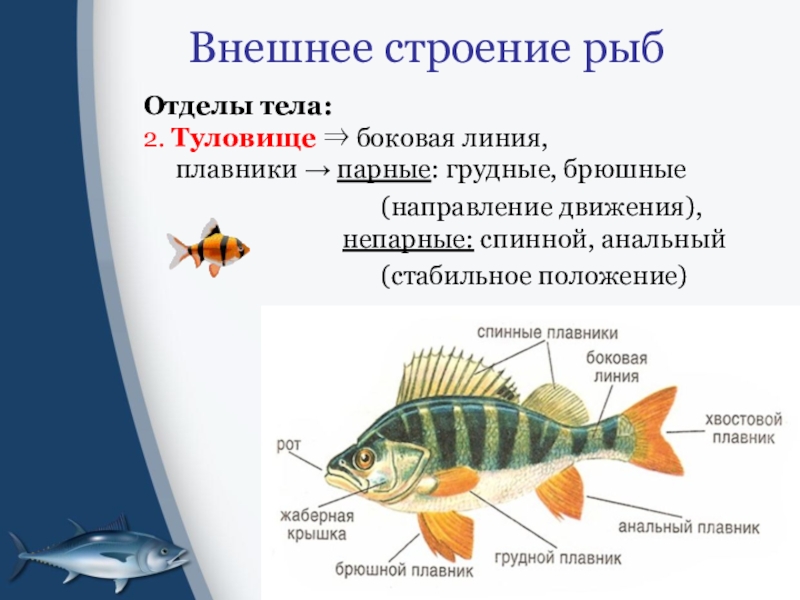 Класс рыбы костные рыбы презентация 7 класс