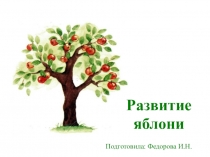 Презентация для детей дошкольного возраста Развитие яблони