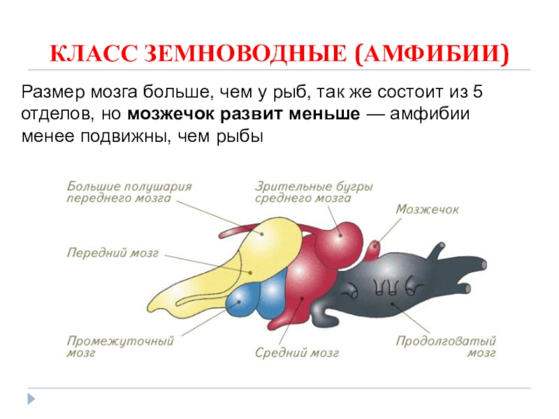 Средний мозг у земноводных