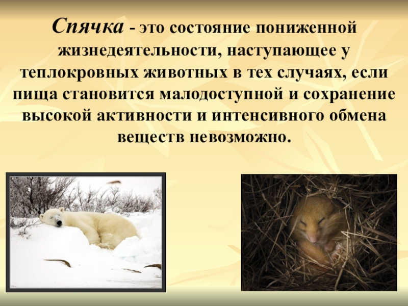 Зимняя спячка является явлением живой природы. Сезонные изменения у животных. Приспособление животных к сезонным изменениям. Изменения в жизни животных.