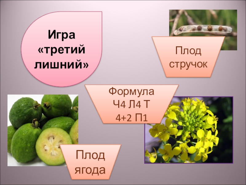 Формулу цветка ч4л4т4 2п1 имеют. Плод ягода формула. Ч4л4т4+2п1. Формула ч4л4т4+2п1. Игра третий лишний на биологии 5 класс.
