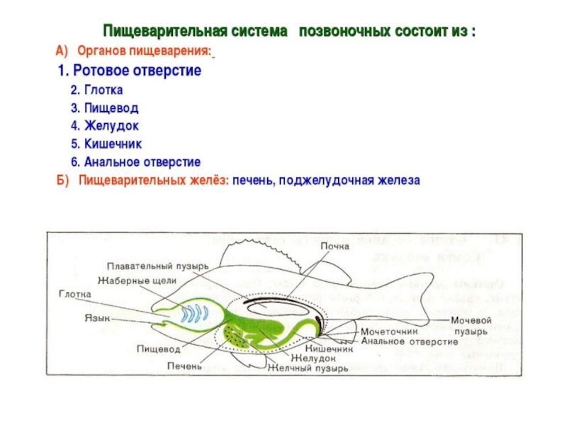 Строение и жизнедеятельность рыб 7 класс презентация