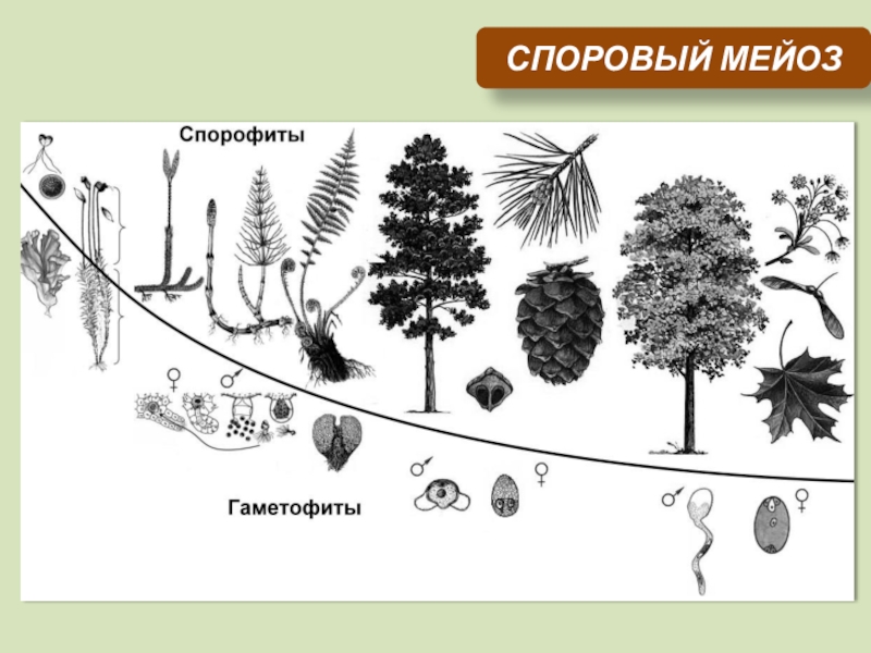 Исходная клетка спорофита. Гаметофит и спорофит. Жизненный цикл семенных растений. Жизненный цикл с преобладанием гаметофита характерен для. Гаметофит семенных растений.