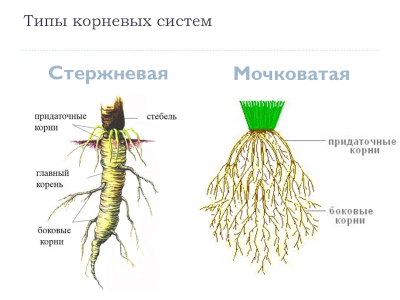 Виды корней картинка без подписей