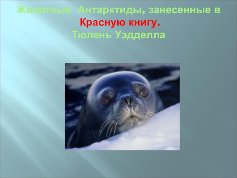Тюлень занесен в красную. Животные Антарктиды занесенные в красную книгу. Животные в Антарктике в красной книге. Млекопитающие Антарктиды занесенные в красную книгу. Звери из красной книги Антарктиды.