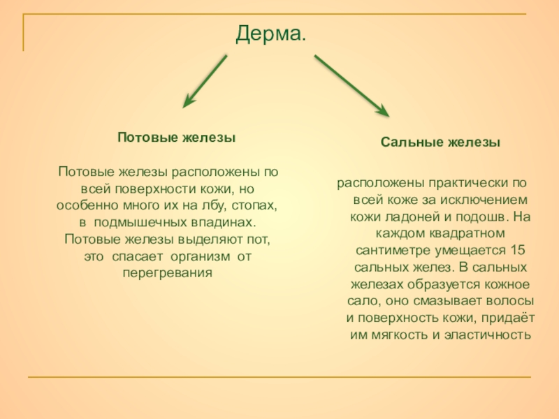 Проект по биологии кожа лица