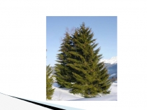 Презентация к уроку литературное чтение Е.Пермяк Некрасивая ёлка 3 класс