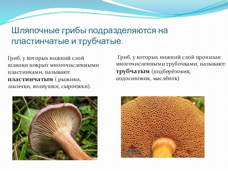 Три группы шляпочных грибов. Шляпочные грибы трубчатые и пластинчатые. Подберёзовик трубчатый или пластинчатый гриб. Классификация шляпочных грибов. Маслёнок гриб трубчатый или пластинчатый.
