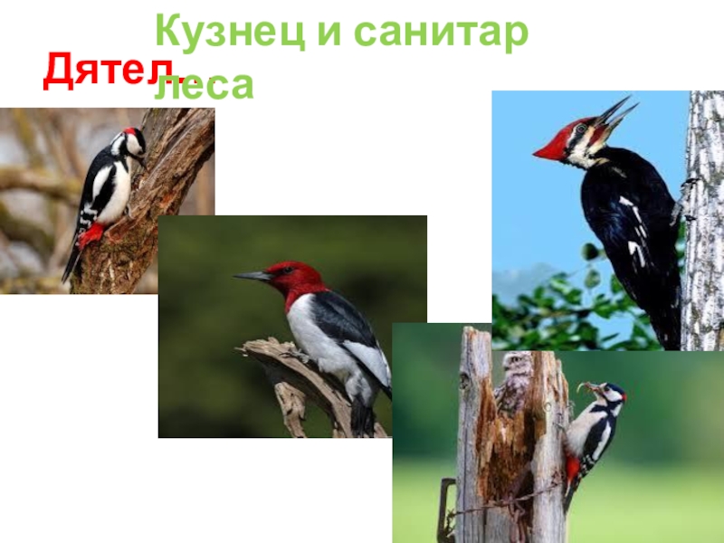 Санитары леса это кто. Дятел санитар. Дятел санитар леса. Птицы санитары. Птицы санитары леса.