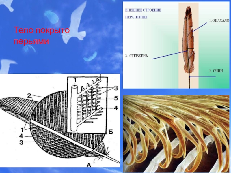 Строение перьев у птиц