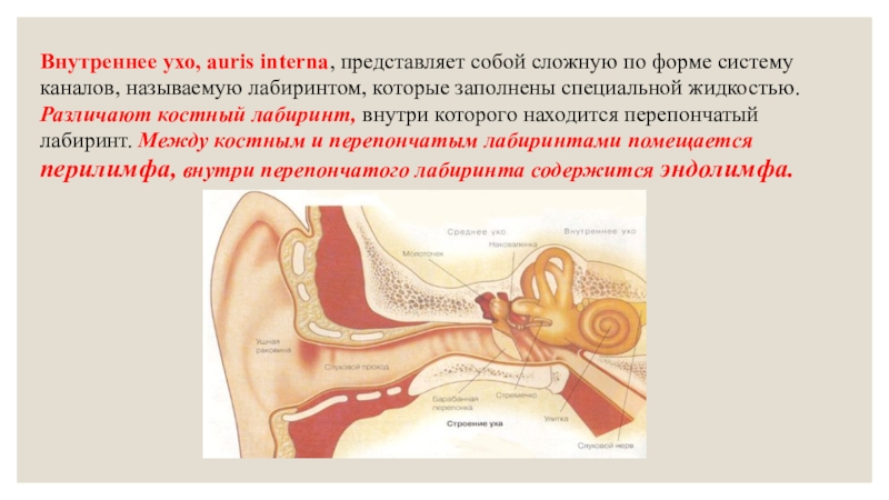 Презентация внутреннее ухо