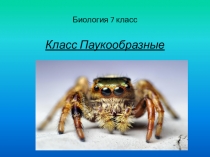 Презентация по биологии на тему Класс Паукообразные (7 класс)
