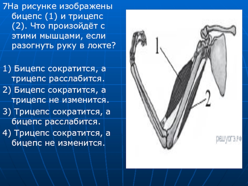 На рисунке изображены бицепс 1 и трицепс 2