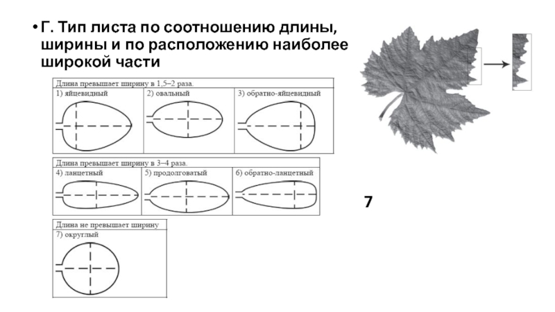 Тип листа по соотношению длины ширины