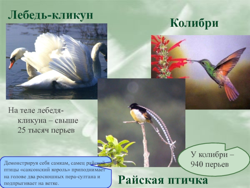 На теле лебедя-кликуна – свыше 25 тысяч перьевУ колибри – 940 перьевДемонстрируя себя самкам, самец райской птицы