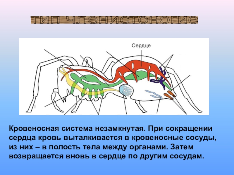 Кровеносная система 7 класс биология презентация