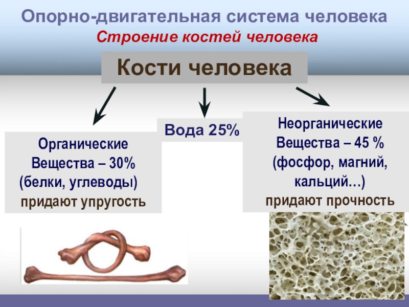 Вещество 30. Опорно-двигательная система человека строение и состав костей. Значение опорно-двигательной системы ее состав строение костей. Опорно двигательная значение. Состав и строение кости таблица.